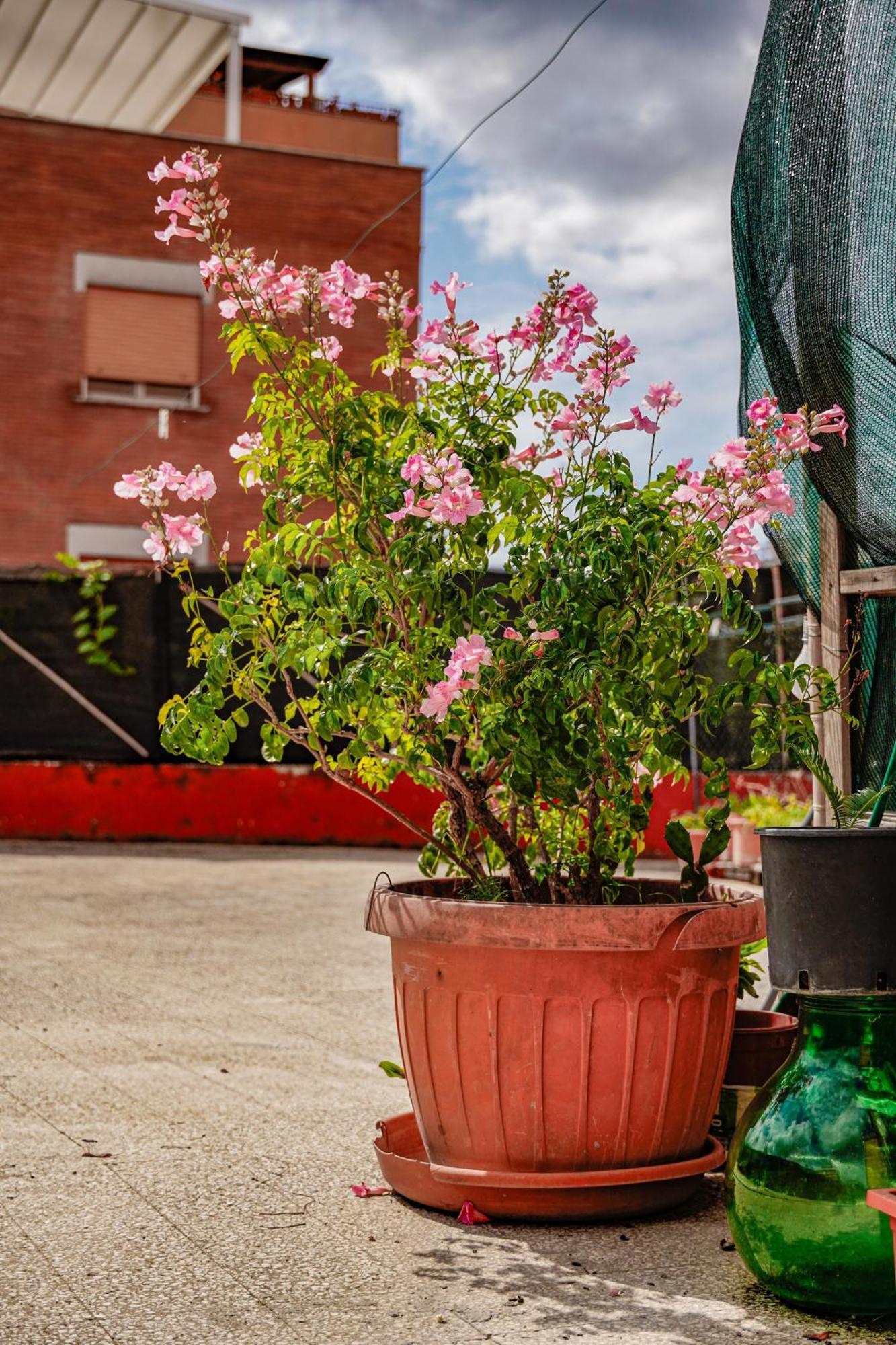 Hotel Bed & Breakfast La Terrazza à Latina Extérieur photo
